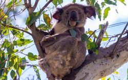 Koala in the free nature | Australia